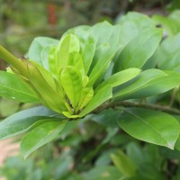 Solandra longiflora Tussac